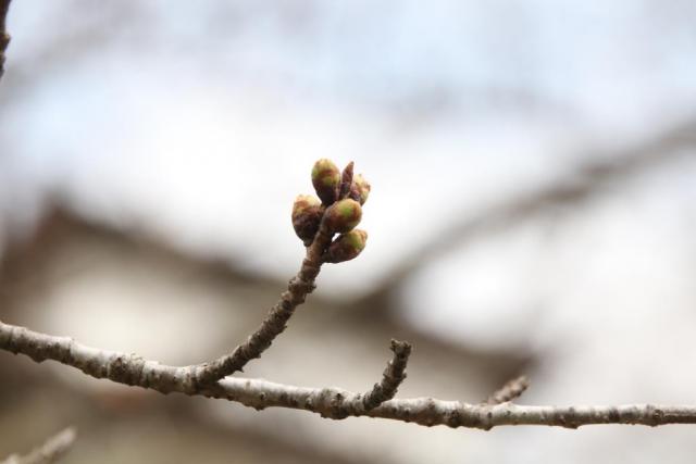 令和7年3月27日桜の開花状況