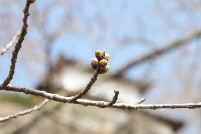 令和7年3月28日桜の開花状況