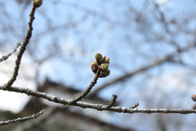 令和7年3月31日桜の開花状況