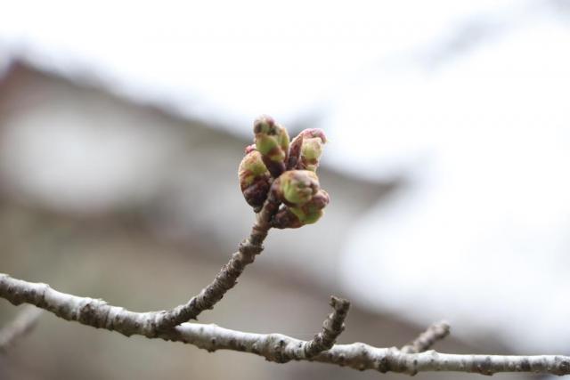 令和7年4月3日桜の開花状況