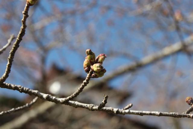 令和7年4月4日桜の開花状況