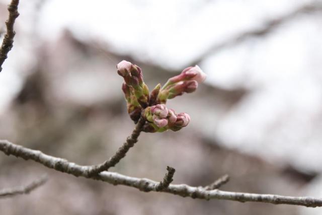 令和7年4月8日桜の開花状況