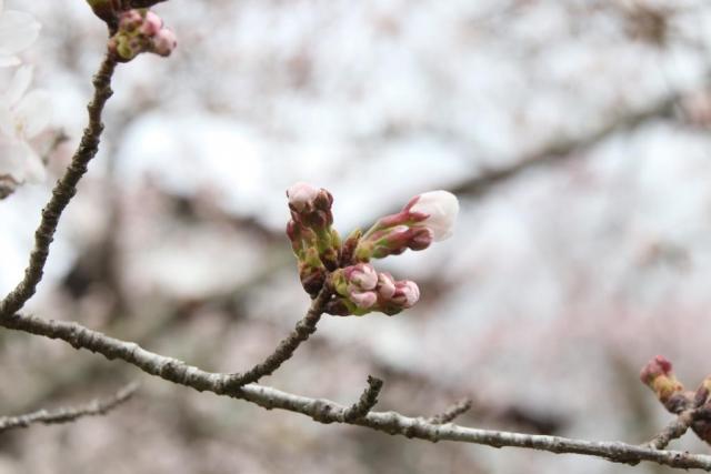 令和7年4月9日桜の開花状況