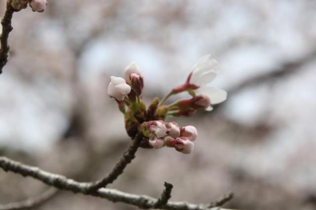 令和7年4月10日桜の開花状況