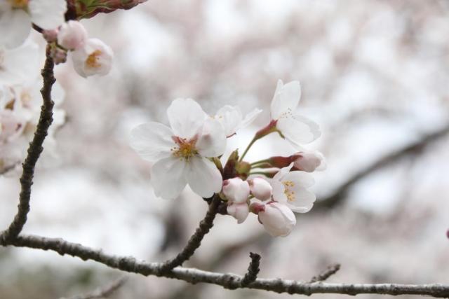 令和7年4月11日桜の開花状況