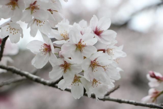 令和7年4月15日桜の開花状況