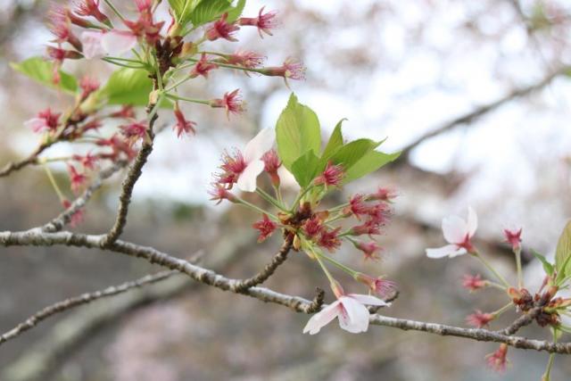 令和7年4月21日桜の開花状況