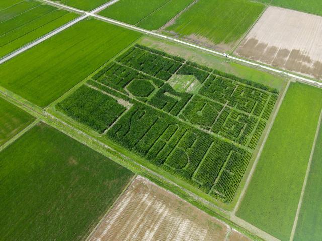 デントコーン迷路2026空撮2