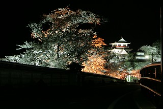 夜桜6