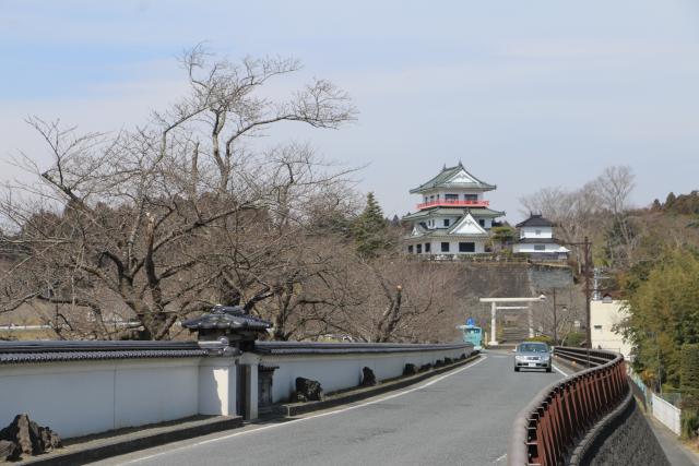 3月18日の桜の開花状況(大橋)